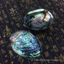 Polished Clam Natural Large Abalone Shell For Jewelry Storage Soap Box Decoration